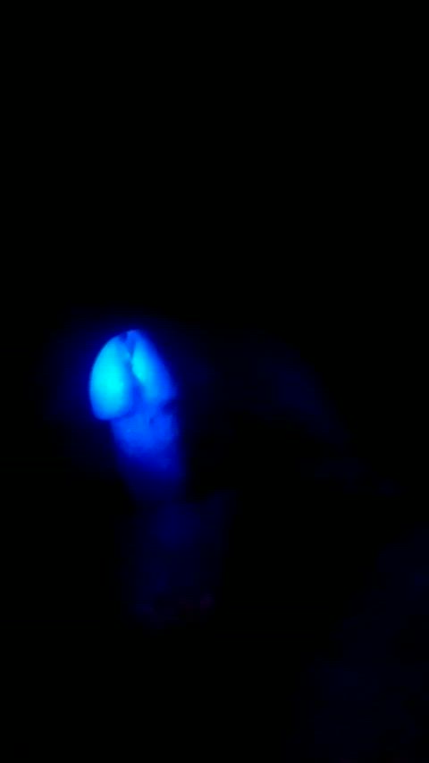 cock piss pissing clip