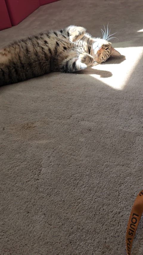 Taking a picture of my cat on 120 MM Film