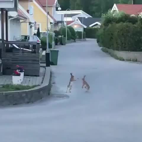 street violence in Sweden