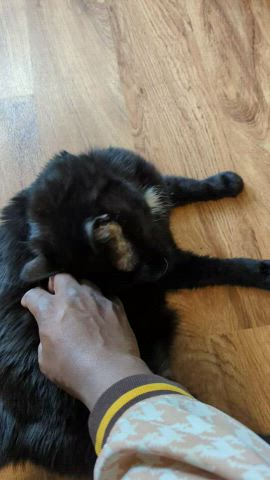 kitten kitty pussy clip