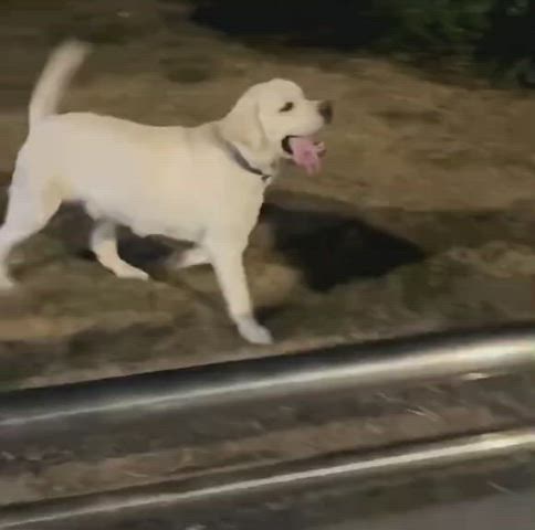 i love those funny dogs π
