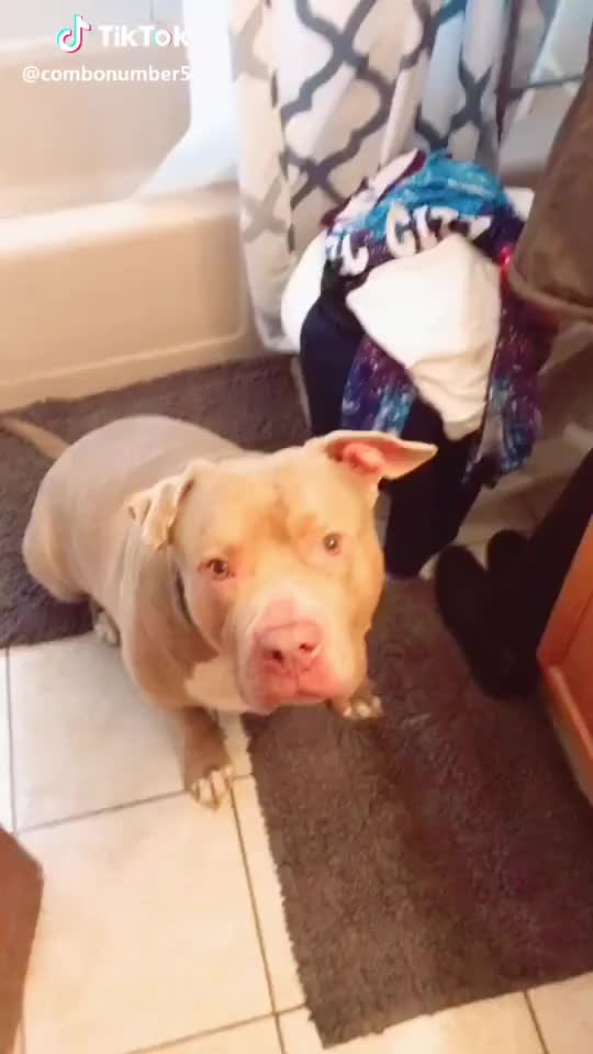 #pitty #cute #dog #wedontfight