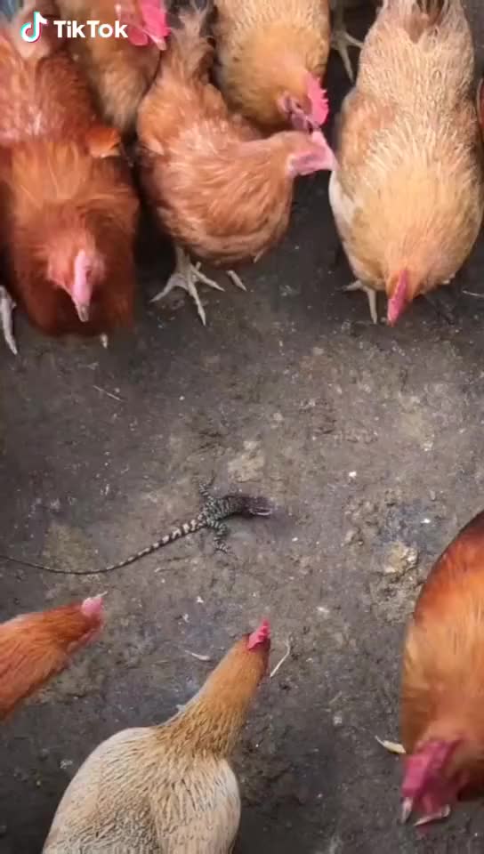 animation anime clip