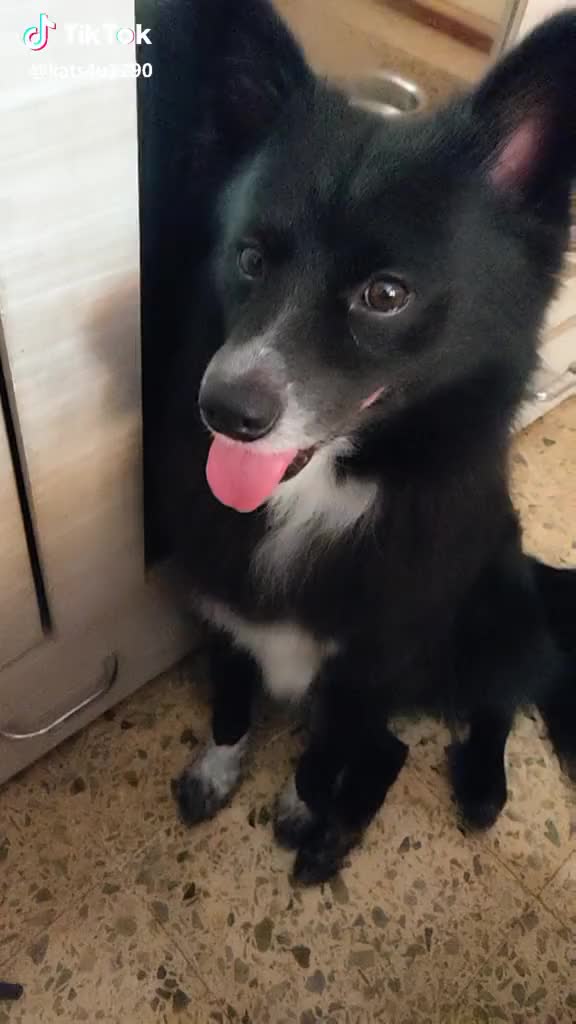 #dog #tuadoptedhai