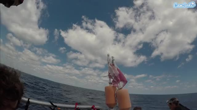 mollybootyboatgif