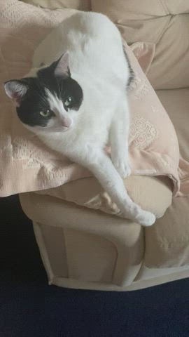 Abbie Cat clip