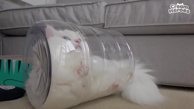 Kitten clip