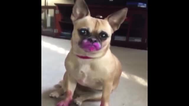 【放送事故レベル】痛すぎる爆笑Vine198連発まとめ 100%笑える動画ついに公開