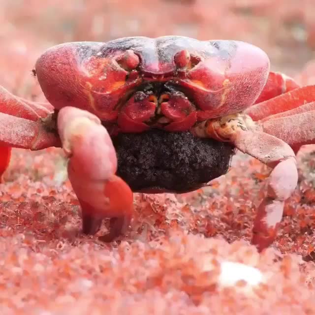 Christmas Island red Crab