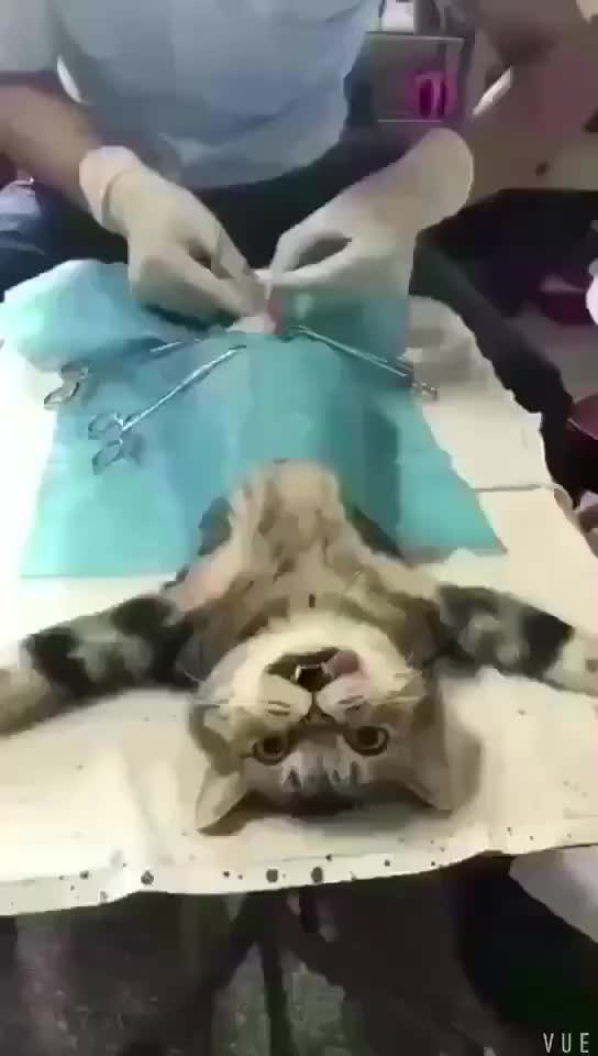 clip