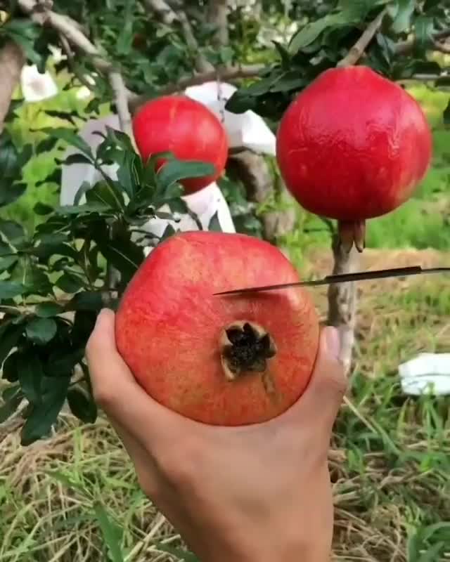 Slicing a pomegranate