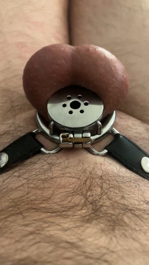 ballbusting chastity whipped microchastity clip