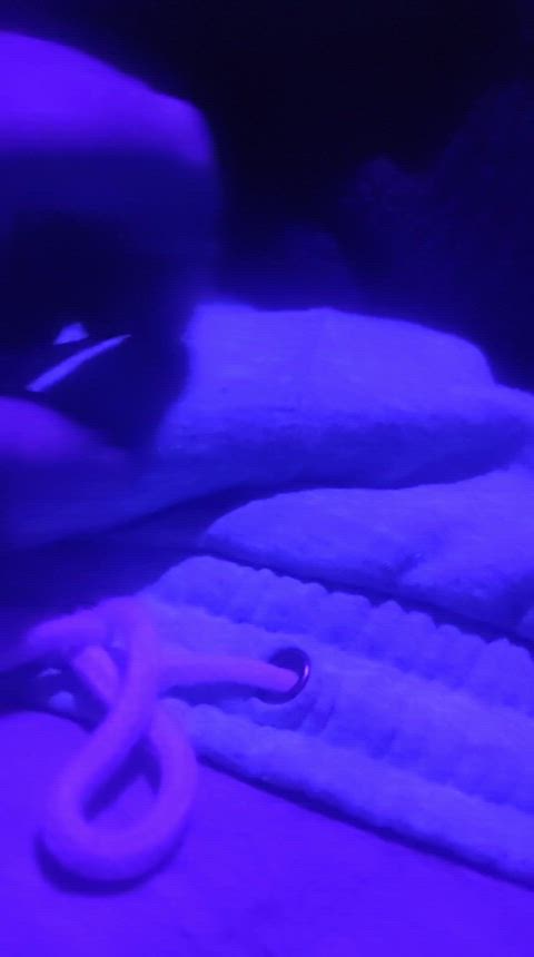 bwc indigo white tease teasing r/brownchickswhitedicks r/latinchickswhitedicks clip