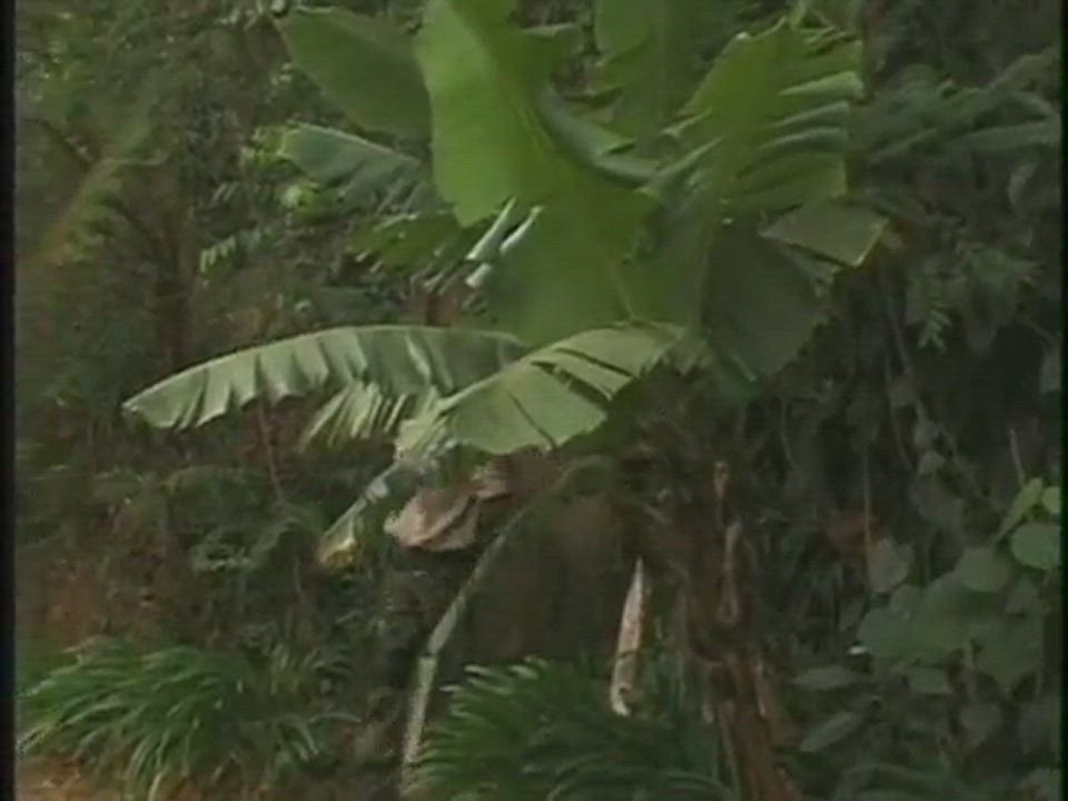 Brazilian Gay Pornstar clip