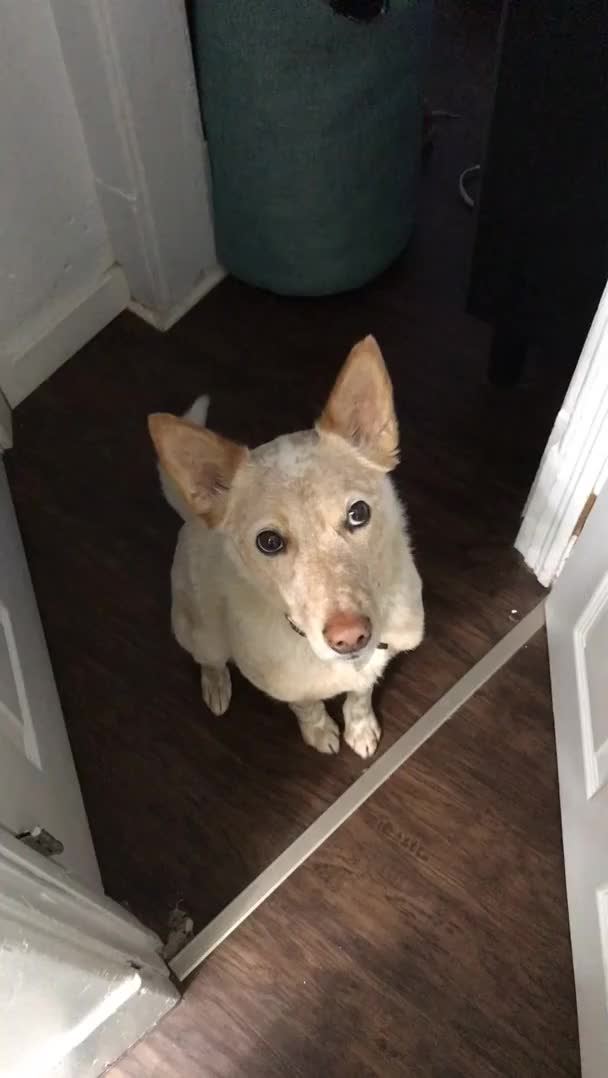 Doggo's polite and subtle implication that he is interested in going for a walk