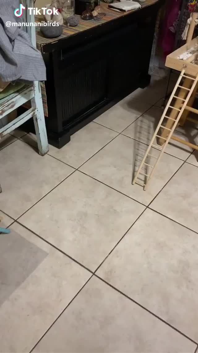 #olivia #egg #layanegg #parrot #cockatiel