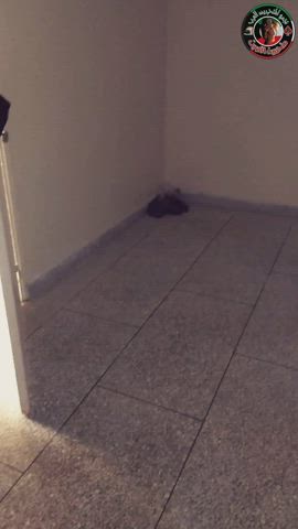 arab cuckold hotwife kuwait clip