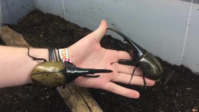Giant Hercules Beetles